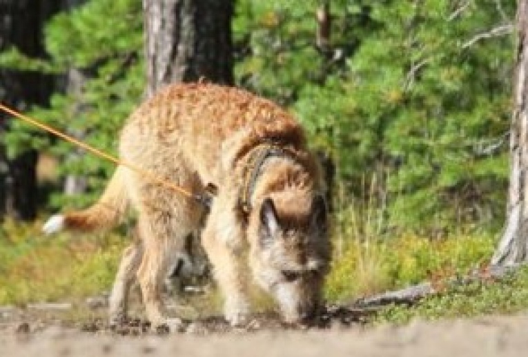 HAJUTYÖSKENTELY | modulit 7-8:  Hajutyöskentelyn sovellukset  ja työelämään tutustuminen (1+2 op)